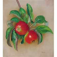 "MANZANAS" | ORLANDA GOMES
